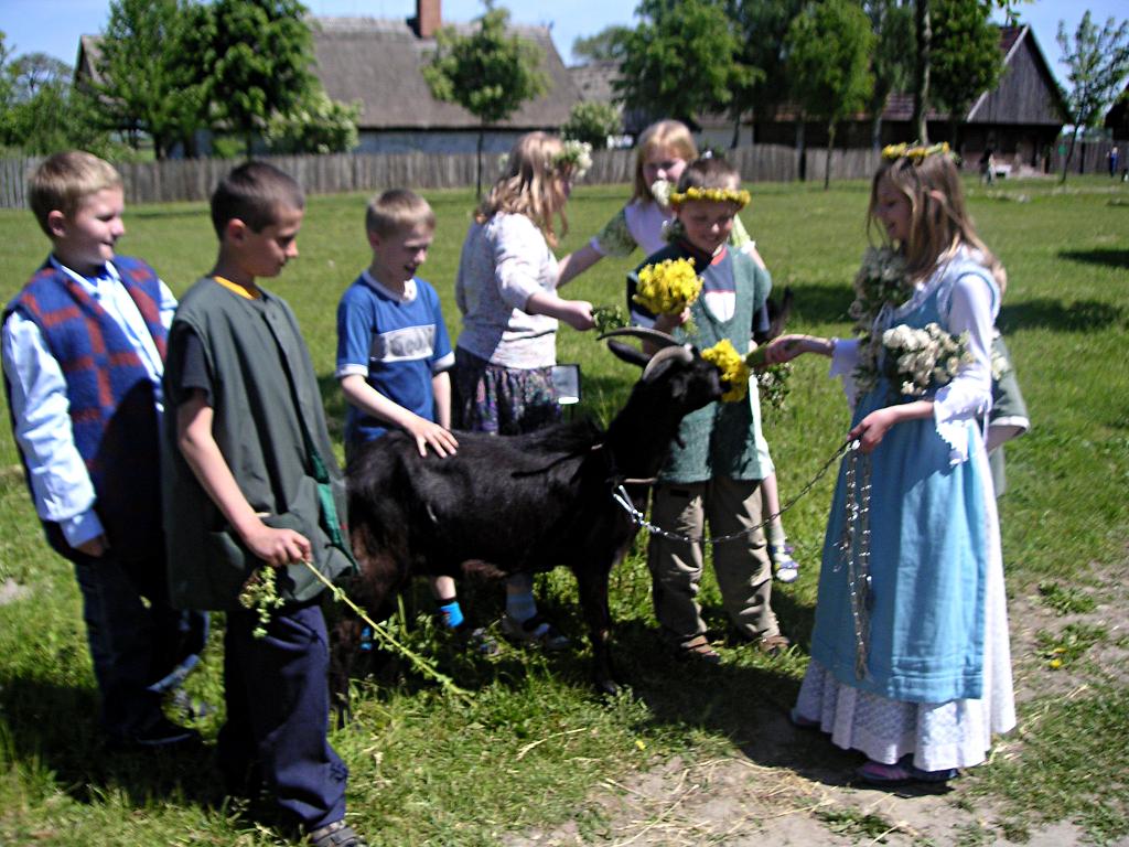 Grupa zwiedzających karmiących kozę kwiatami, w tle domy